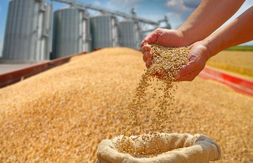 Йдеться про експорт м’якої пшениці