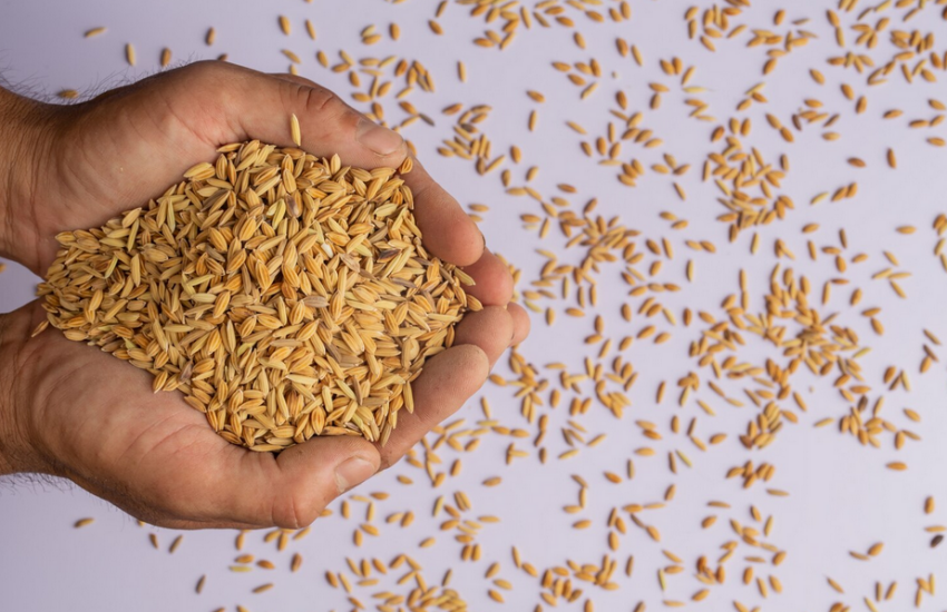 За період липень–листопад експорт склав 1,2 млн тонн