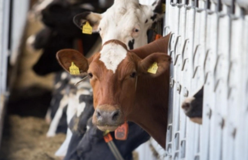 Закон створює правові підстави для впровадження європейських вимог у сфері здоров’я та благополуччя тварин