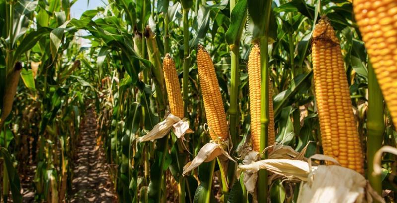 Домінуюче місце України посіли Бразилія з 2,88 млн. тонн (35%) та США з 2,62 млн. тонн (31,8%)