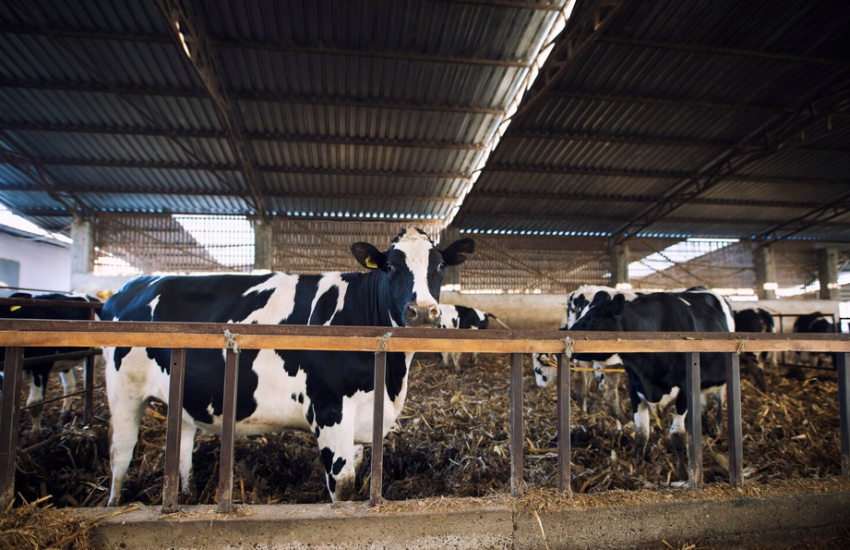 Країни погодили ветеринарні сертифікати, які дозволять розпочати поставки великої рогатої худоби