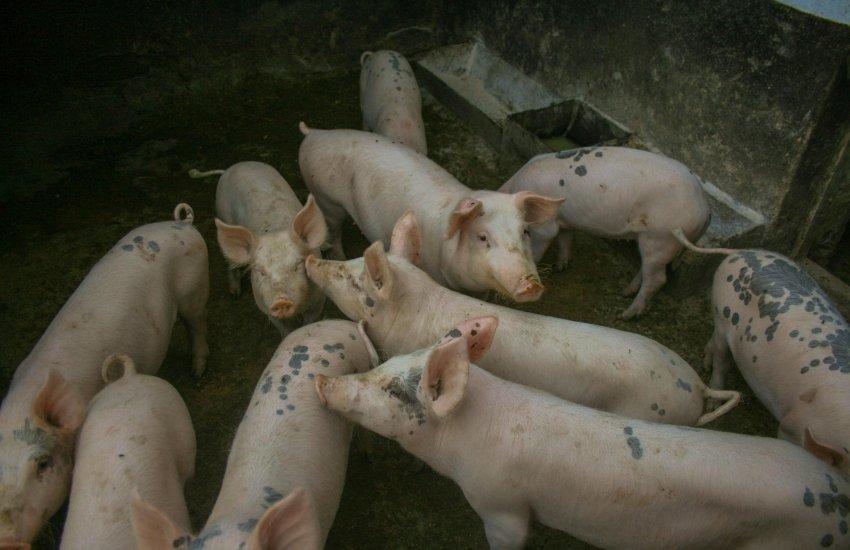 Імпорт свинини у 2025 році був досить активним