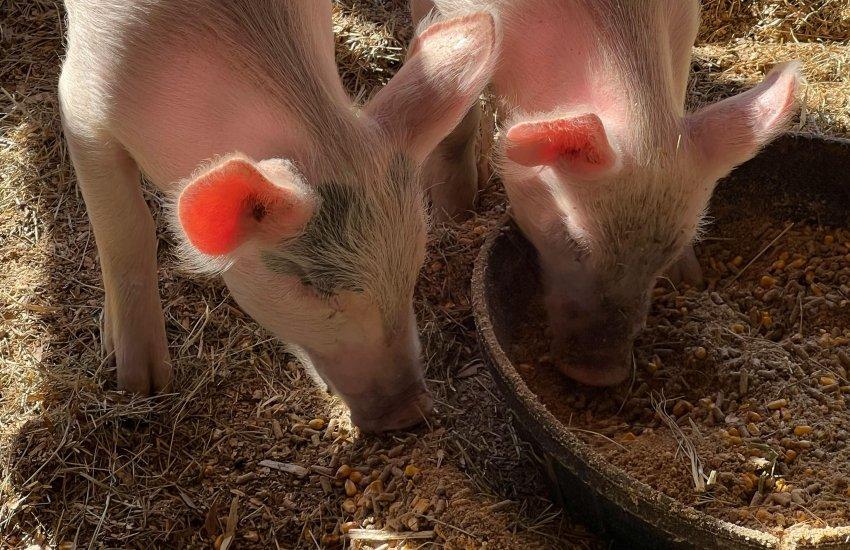 Ринок свиней забійних кондицій останніми місяцями був несприятливий для виробників.