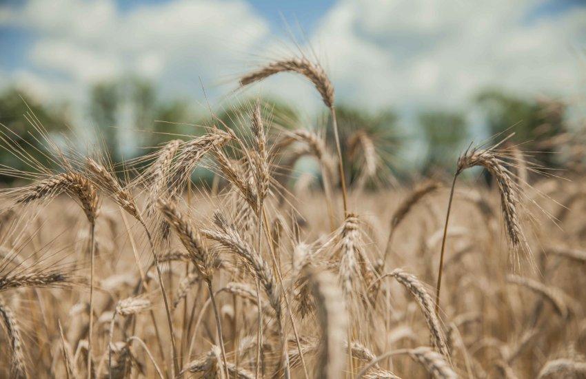 Посівна площа під ячменем може зменшитися до 1,1 млн га