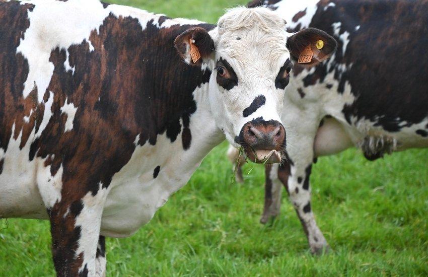 Половина сиру на полицях — імпортна продукція