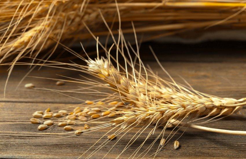 Цього тижня нова хвиля морозів та ожеледиця продовжила обмежувати поставки зерна