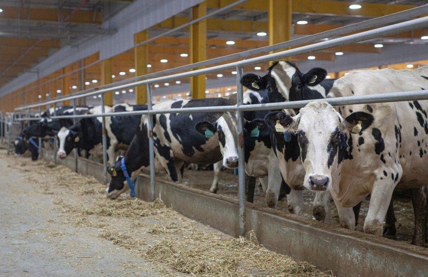 Промисловий сектор тваринництва показав зростання на 11,9%