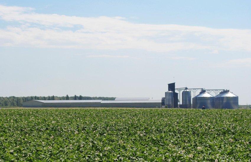 Дефіциту елеваторів немає на тлі скорочення врожаю