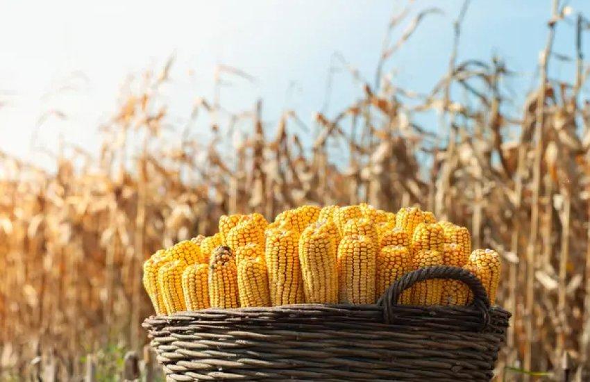 Зростання цін на кукурудзу в Україні було значною мірою спричинене активізацією покупців із Близького Сходу