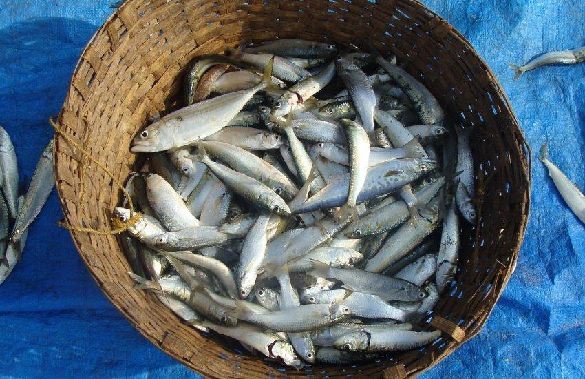 Сьогодні морський рибний промисел України перебуває у стані вимушеної паузи