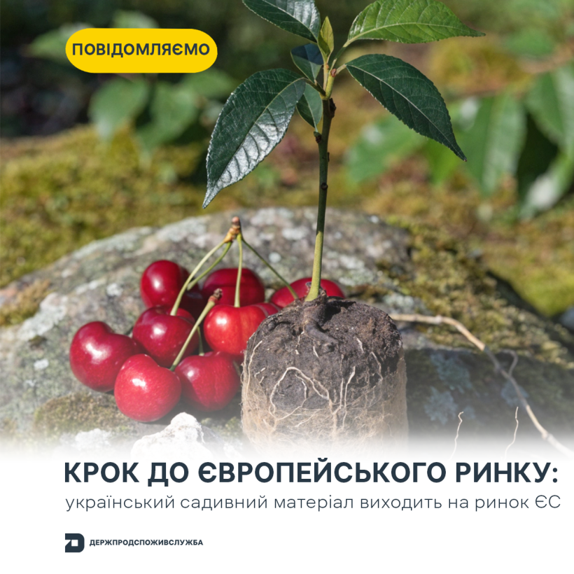 Відтепер можна експортувати нещеплені рослини для посадки Prunus cerasus