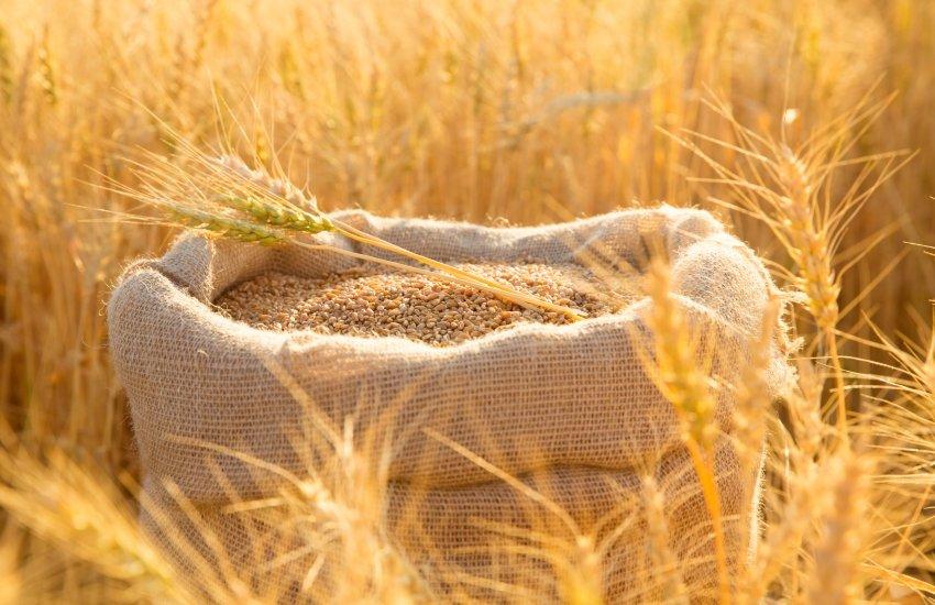 Аналітики знизили очікування щодо обсягів українського експорту на 0,5 млн тонн