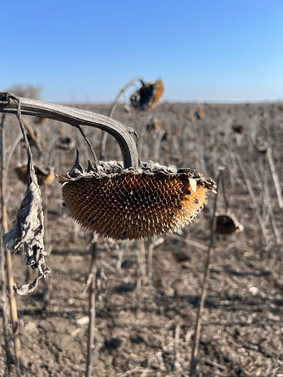 Ціни попиту переробників озвучувалися в досить широкому діапазоні від 28500 грн/т до 30500 грн/т