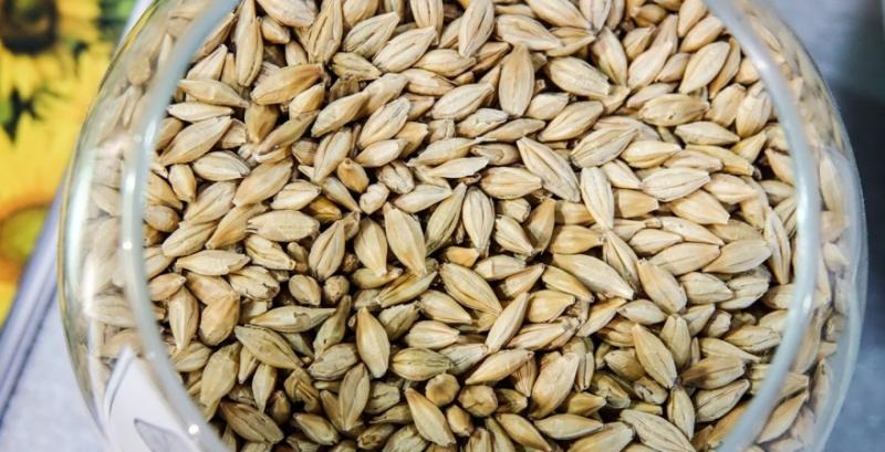 Зараз ціни на фуражний ячмінь становлять 212 доларів за тонну