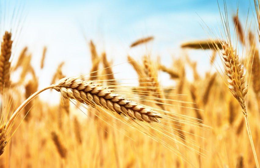 Основні причини — здорожчання фрахту через ріст цін на паливо та обмеження судноплавства