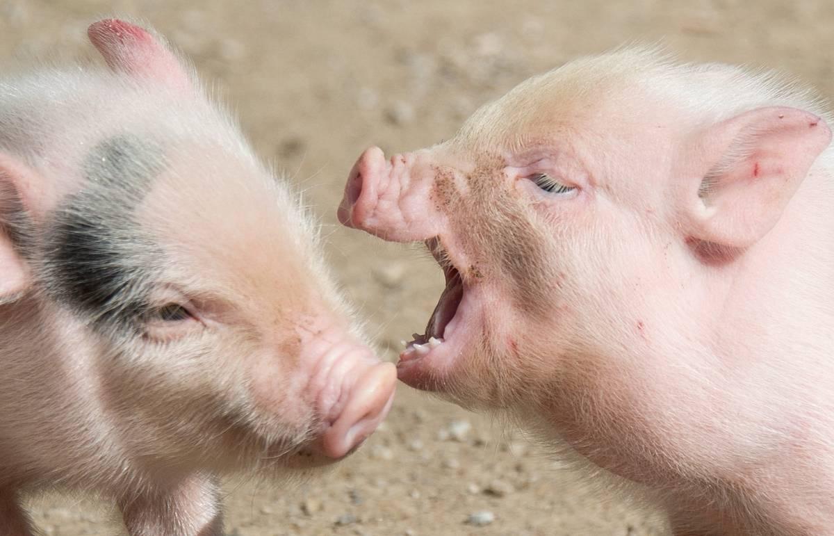 Роль населення залишатиметься значною, а основним методом виробництва буде дешеве випасання тварин