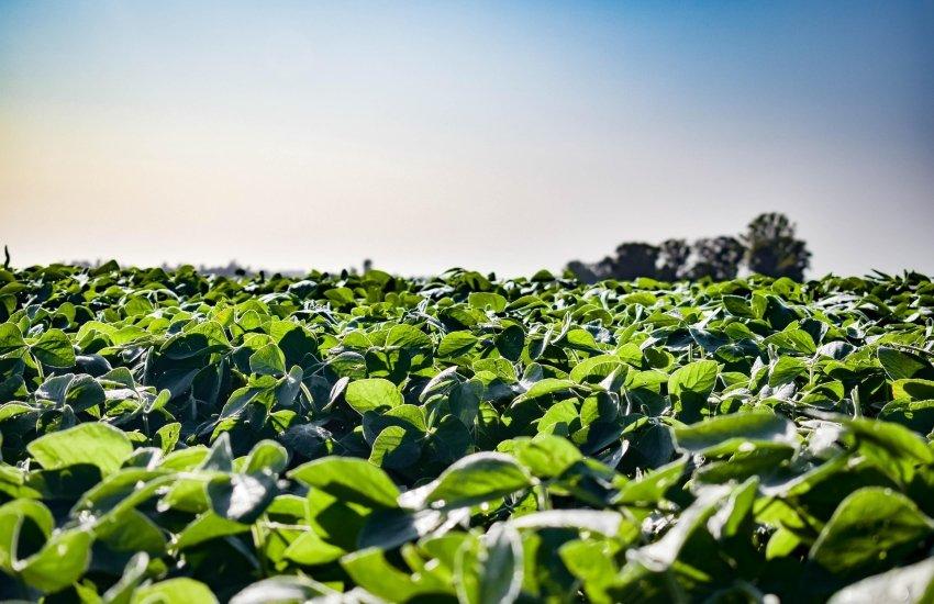 Через експортне мито на сою та ріпак аграрії втратили $200 млн