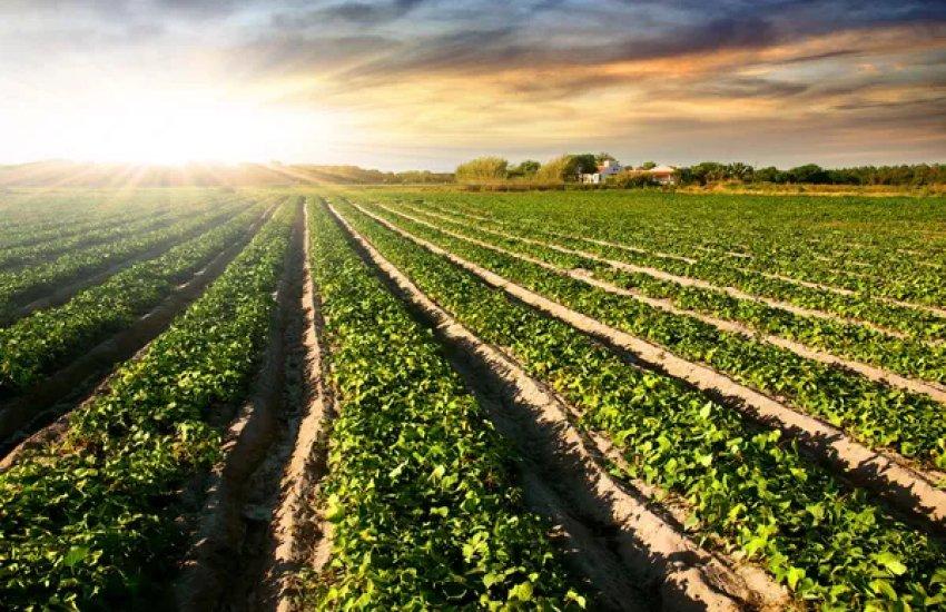 В Україні спростили переведення сільгоспземель для бізнесу