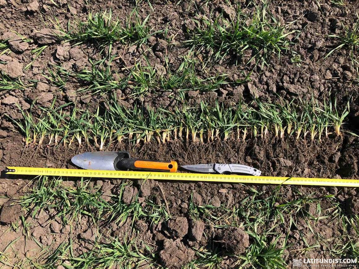 В Україні застраховано лише 1–5% посівів.