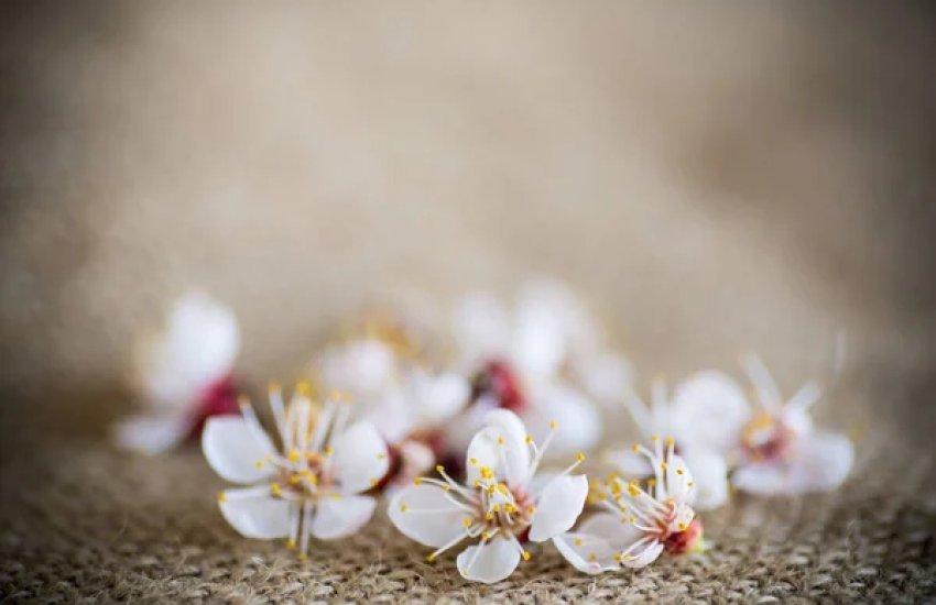 Загибель квіткових бруньок абрикоса у Київській та Херсонській областях становила від 13 до 33%