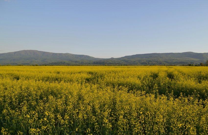 Ціни попиту на ріпак без ГМО в українських портах на умовах CPT піднялися до $552–565 за тонну