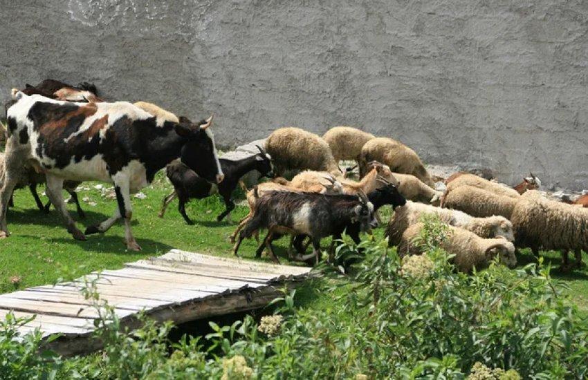 У 2026 році передбачено близько 800 млн грн – на утримання корів