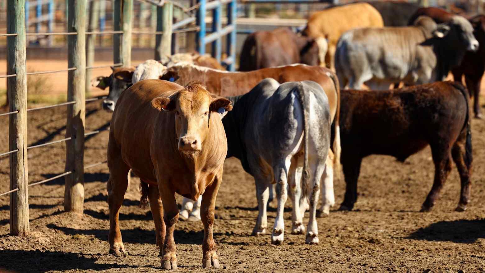 Головна проблема нового штаму — відсутність ефективних вакцин