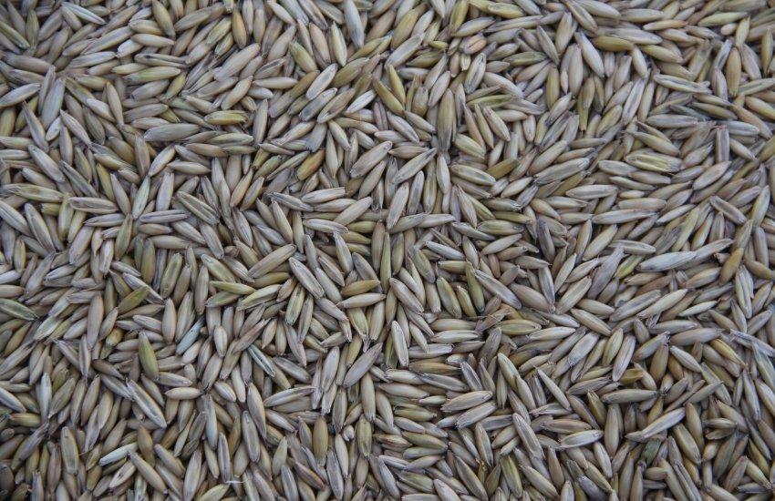 Водночас прогноз виробництва пшениці в Україні залишився без змін — на рівні 24 млн тонн