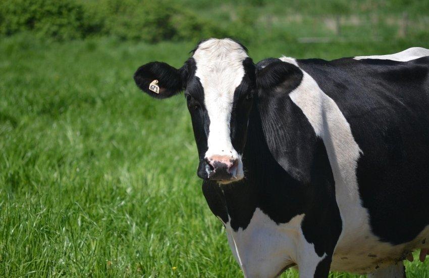 Йдеться передусім про застарілі господарства, які не відповідають сучасним вимогам