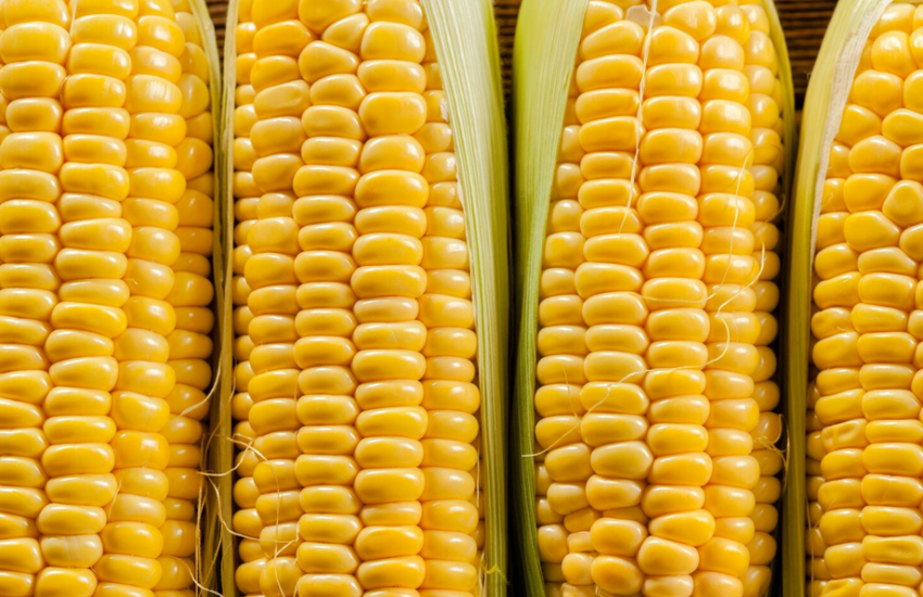 Вартість кукурудзи в українських портах Чорного моря піднялася на 150–200 грн за тонну