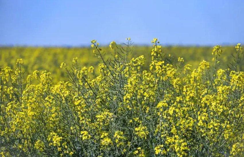 З вересня Україна експортувала майже 2 млн тонн сої та ріпаку
