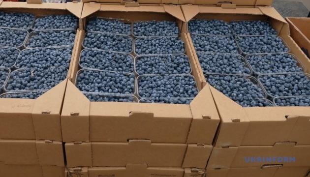 Високий попит у країнах ЄС та зростання виробництва стимулюють фермерів розширювати плантації 