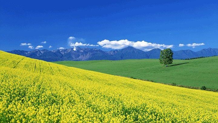 Українські переробні підприємства вже активно цікавляться закупівлею ріпаку нового врожаю