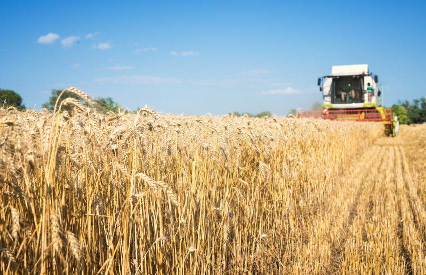 Найбільше скорочення експорту зафіксовано у сегменті олійних культур та рослинних олій