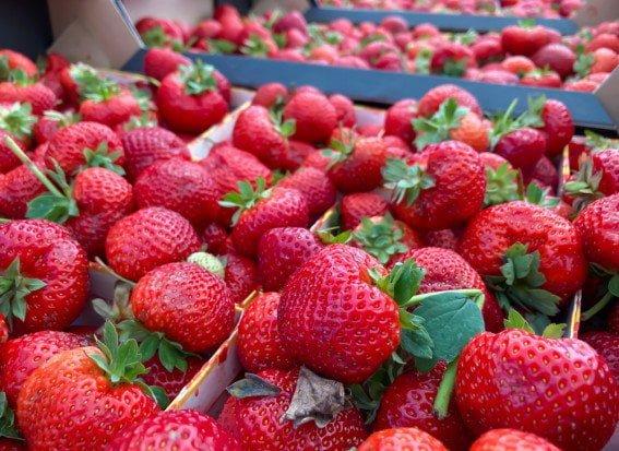 Наразі виробники пропонують полуницю за ціною від 100 до 180 грн/кг залежно від якості та обсягу партії