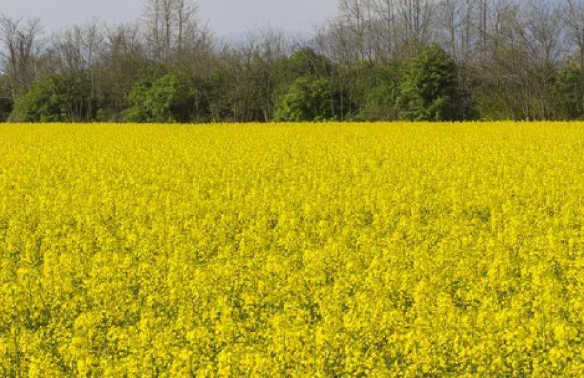 Після повної зупинки морського експорту українського ріпаку європейські переробники активно закупили сировину через західний кордон України 