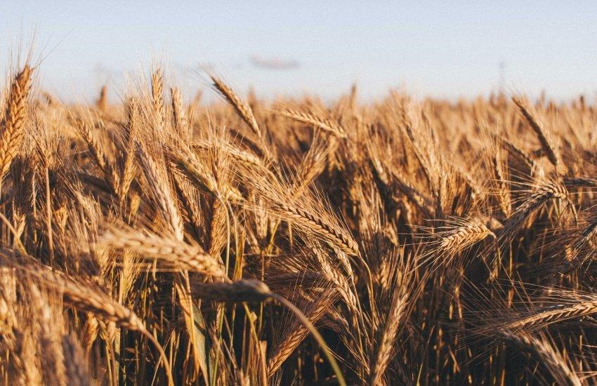 Порівняно з липневими оцінками, USDA переглянуло показники за основними культурами