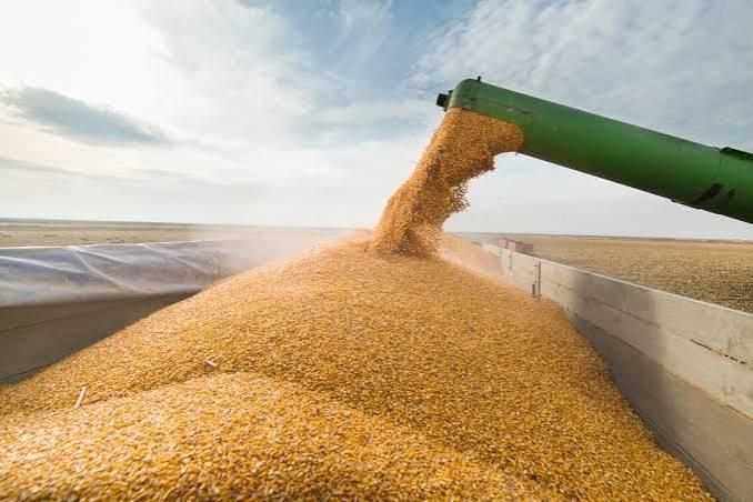 У першій половині серпня український експорт зерна скоротився на 75% у річному вимірі