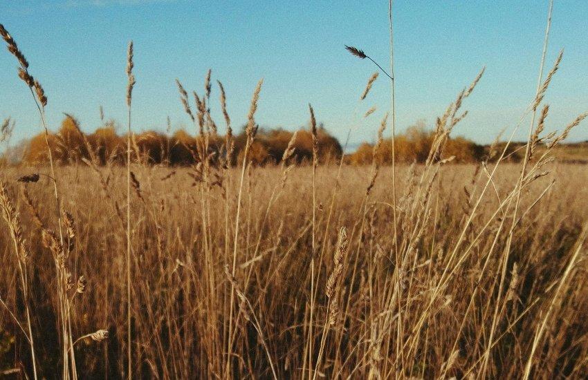 Ключові морські маршрути для експорту російської агропродукції наразі значно обмежені