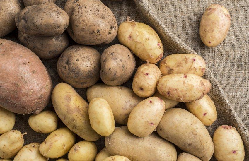 Наразі українські виробники продають картоплю по 6–12 грн/кг