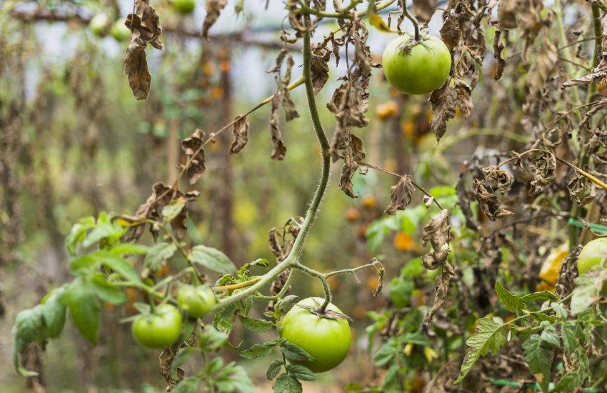 Понад 80% продукції залишається на полях через відсутність коштів на оплату