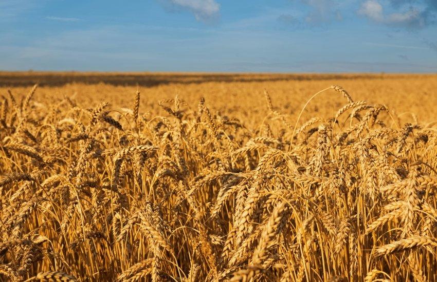 Україна зверталася до Єврокомісії з офіційним запитом щодо розширення квоти на постачання пшениці