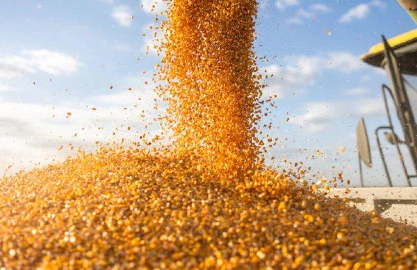 Попри загальне скорочення зернового експорту, динаміка окремих культур суттєво відрізняється