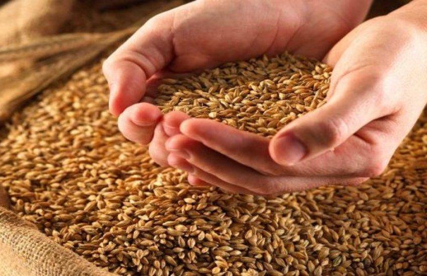 Ф’ючерси на пшеницю на Чиказькій товарній біржі знизилися на 1,3%, після чого частково відіграли втрати