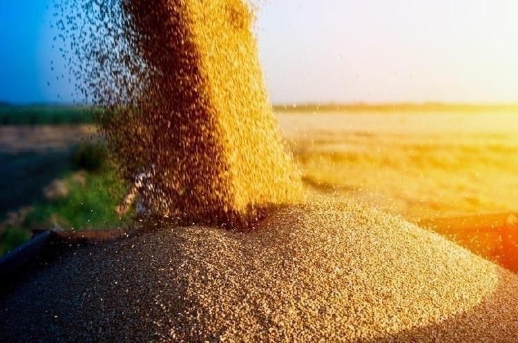 За останній тиждень обсяг намолоченої кукурудзи майже подвоївся та сягнув 3,5 млн тонн