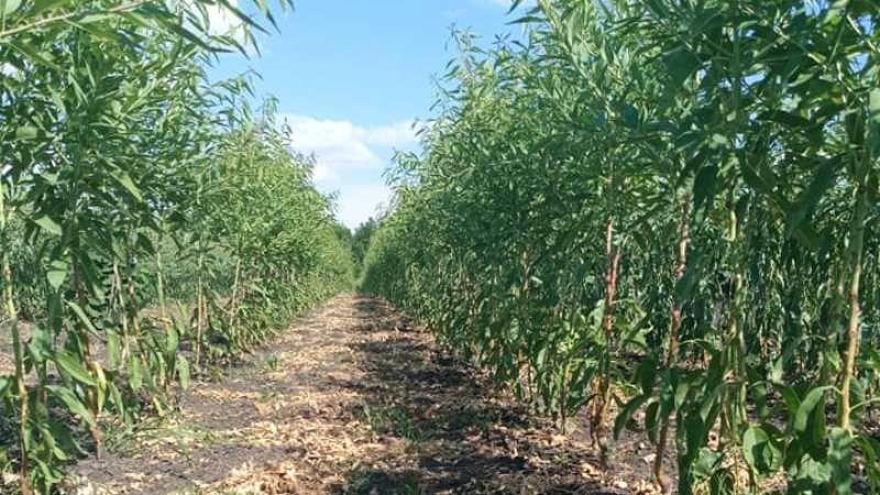 У Кіровоградській області створили професійний базовий розсадник асоціації Мигдалеві сади
