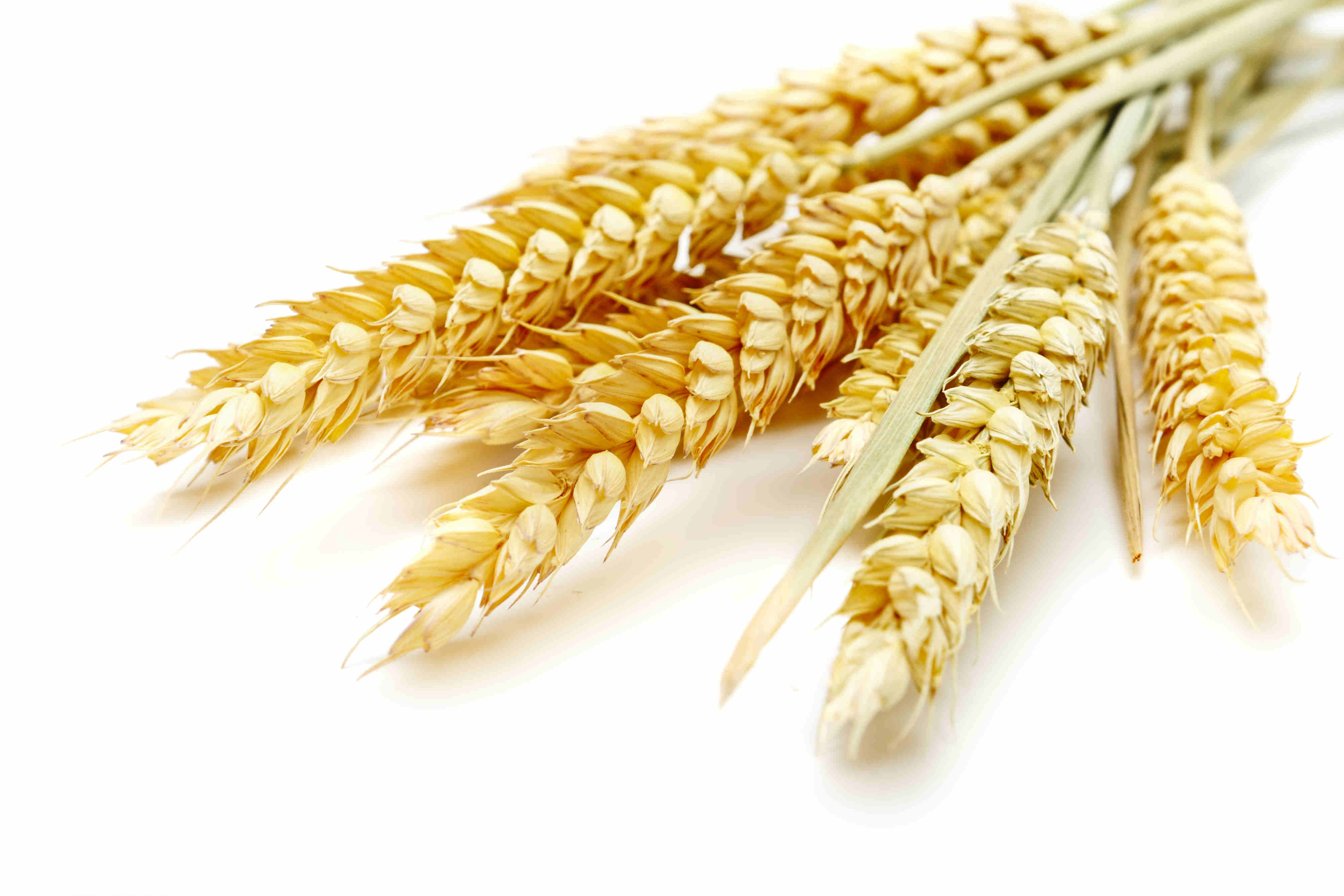 Три колоска. Колосок пшеницы. Пшеница фото. Колосья пшеницы. Пшеница на белом фоне.