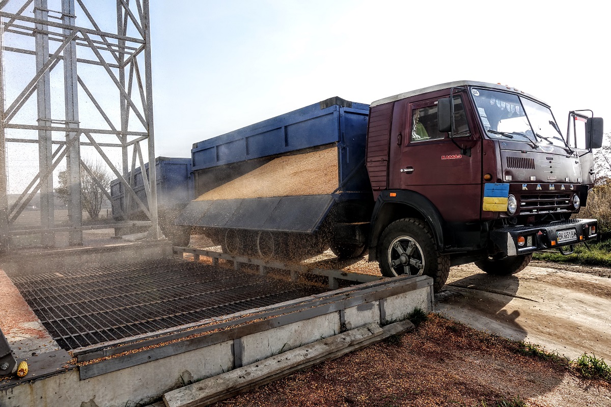 Перевозка пшеницы автотранспортом. КАМАЗ зерновоз разгрузка зерна. КАМАЗ зерновоз на выгрузке. Разгрузка зерна с автотранспорта. Выгрузка зерна.