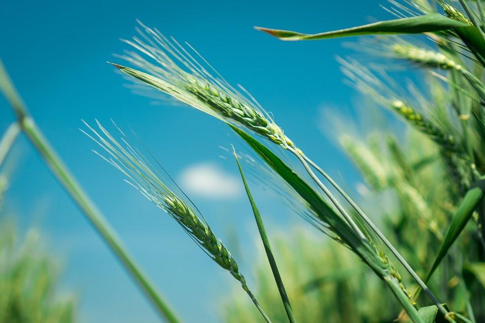 Аграрії наростили виробництво рослинницької продукції майже на 20% ...
