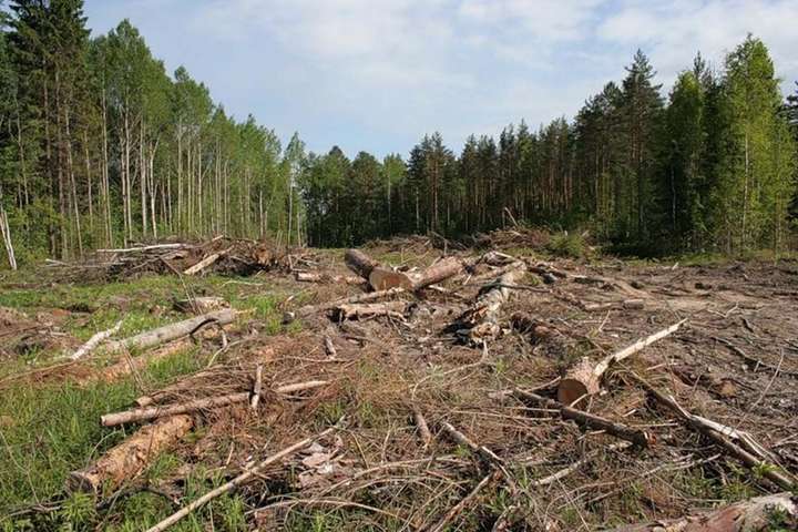 Прийняття проєкту закону дозволить забезпечити захист довкілля від незаконної вирубки дерев